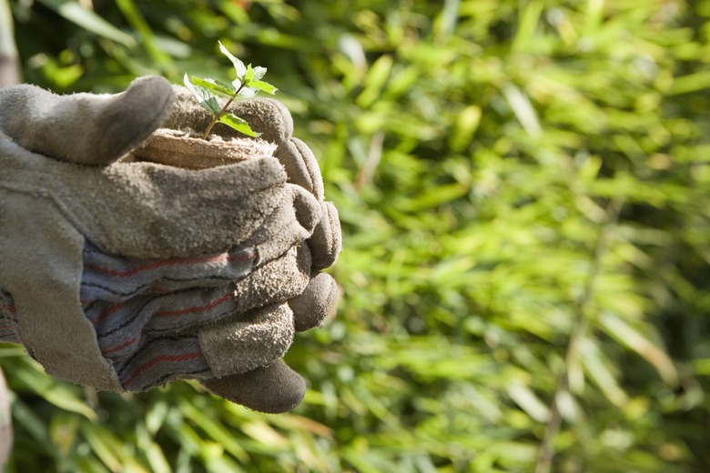 Hands holding basil plant