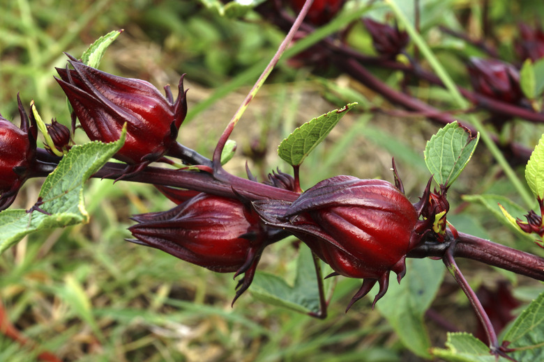 Hibiscus sabdariffa or roselle fruits