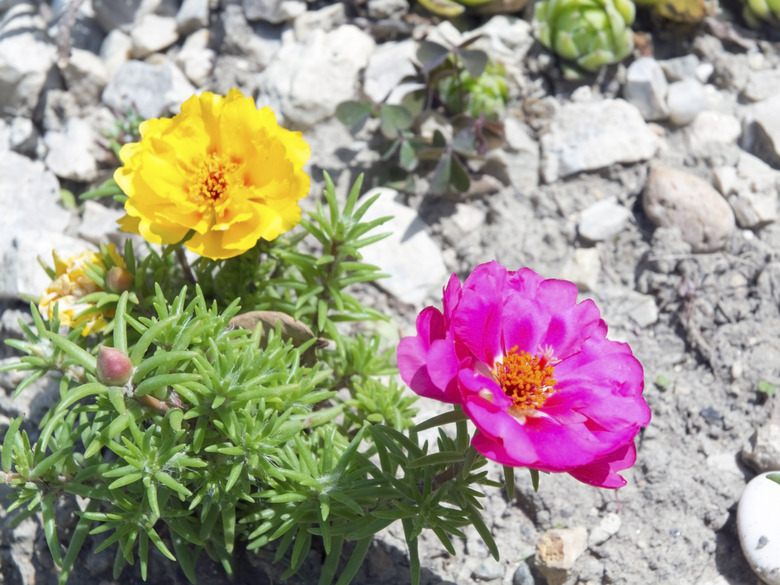 Moss-rose (Portulaca grandiflora)