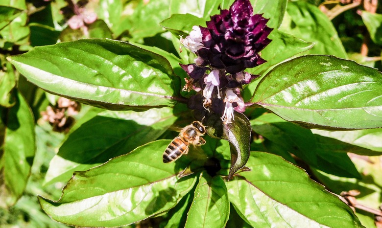 A bee buzzing around the flower of a sweet basil (Ocimum basilicum) plant.