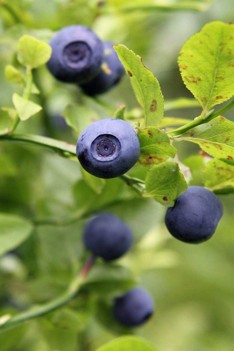 blueberries