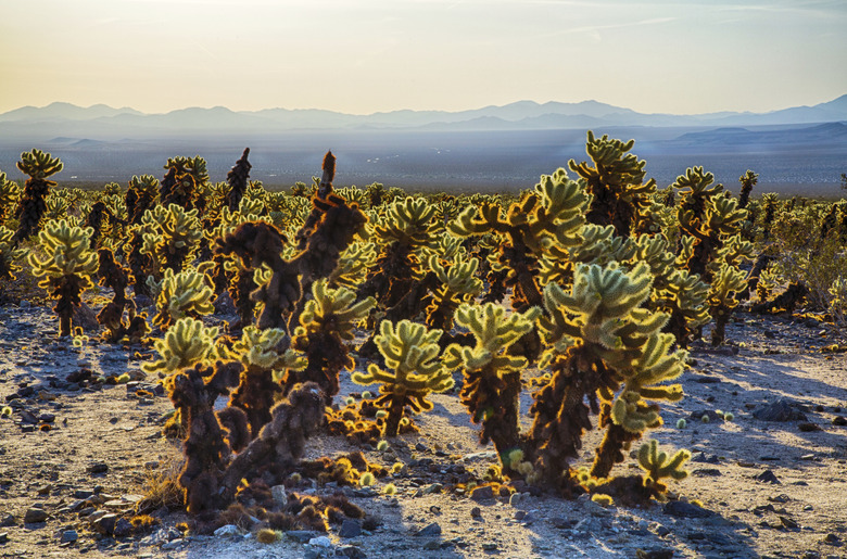 Cholla Cactus Garden