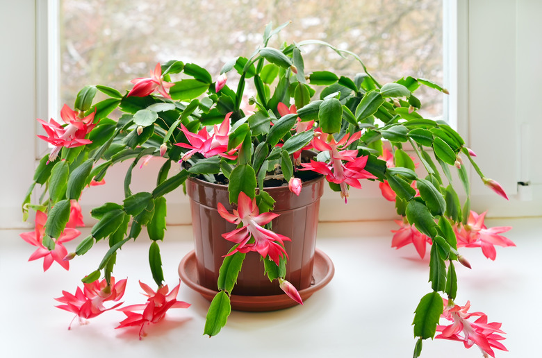 A Thanksgiving cactus (Schlumbergera truncata) sitting in a pot indoors next to a window.