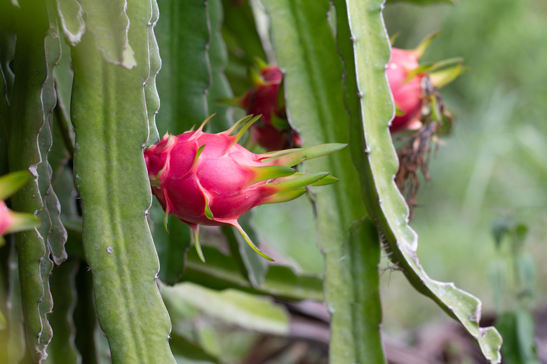 A close-up of the red fruit of a pitaya cactus (dragon fruit).