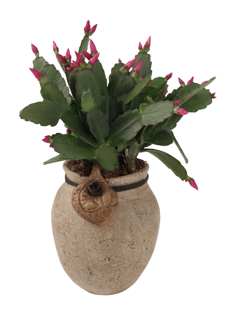 Christmas cactus