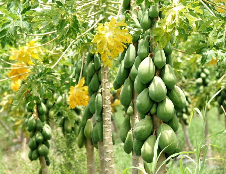 A great number of green, unripe papayas (Carica papaya) still growing on the tree.