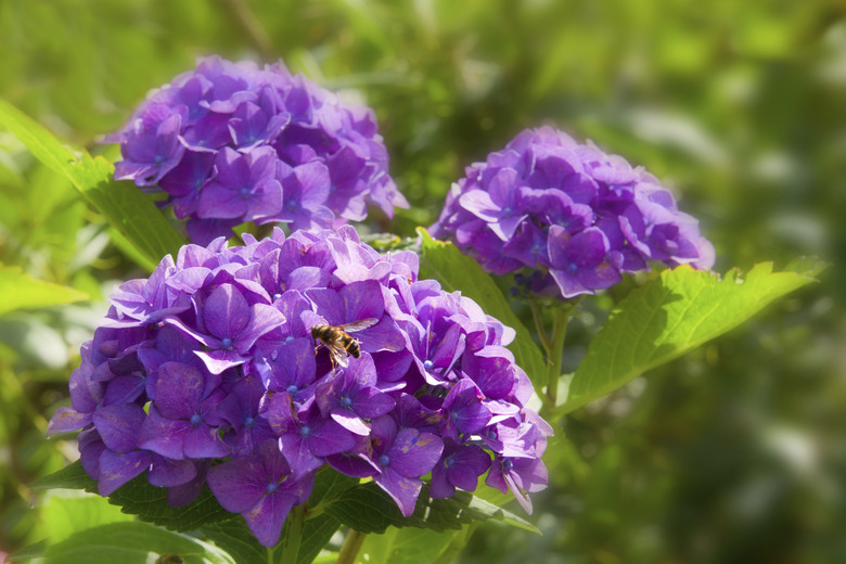 Purple Hortensia flowers and bee.
