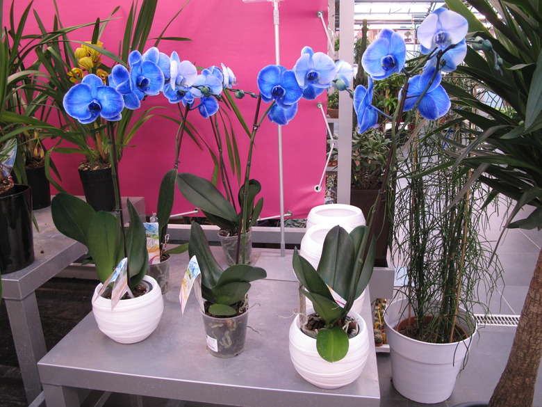 Some blue orchids (Phalaenopsis) at a garden center.