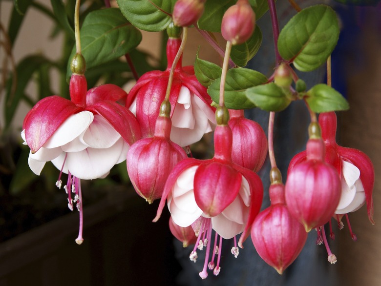 fuchsia white and red flowers close up