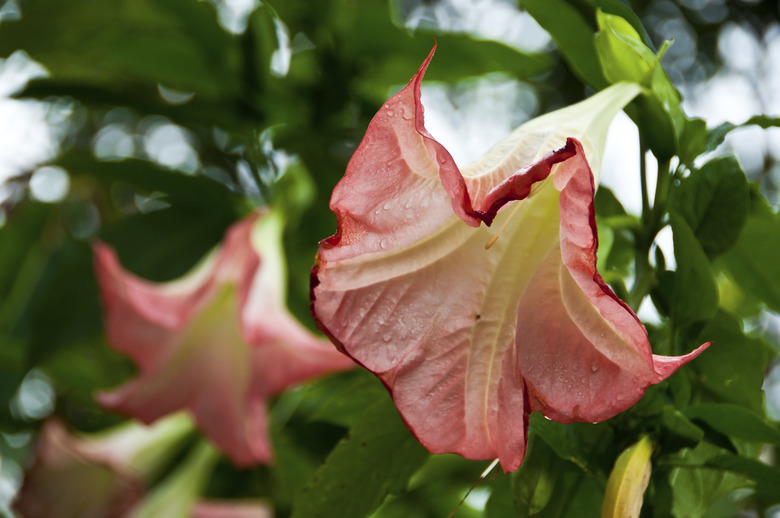 Angel Trumpet flower.