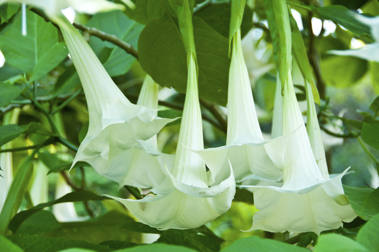 Angel Trumpet flower.