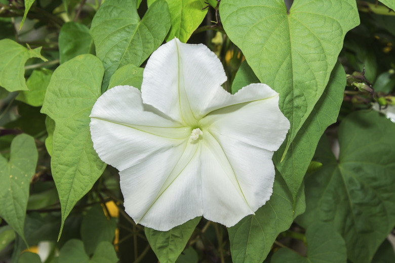 Moonflower