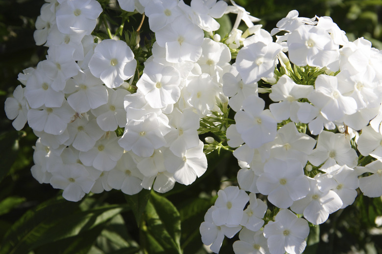 white phlox