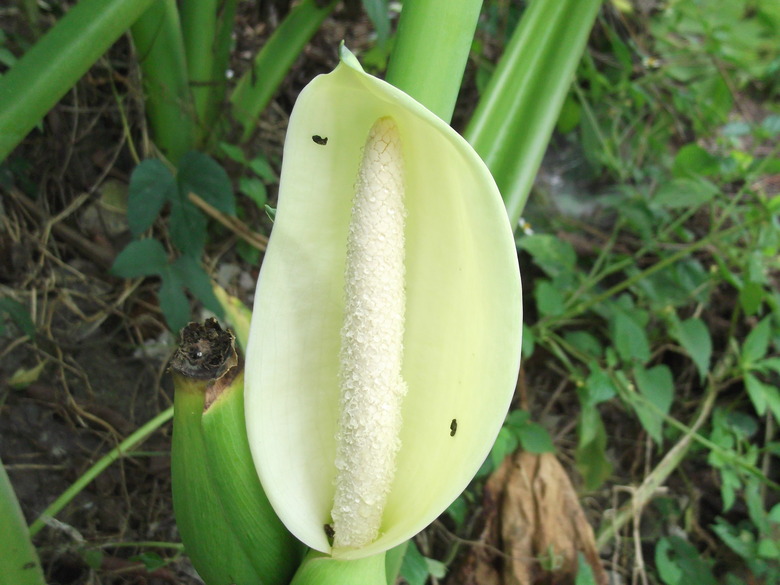 A large wild taro (Colocasia esculenta) flower takes the center of the frame.