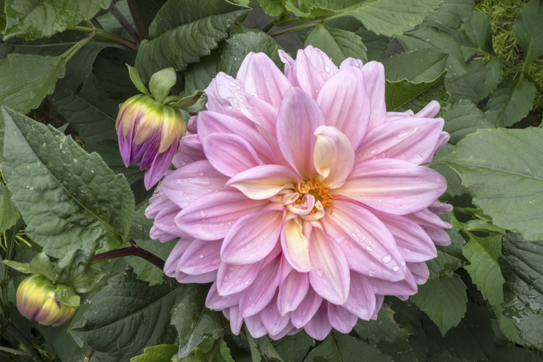 Paeonia lactiflora