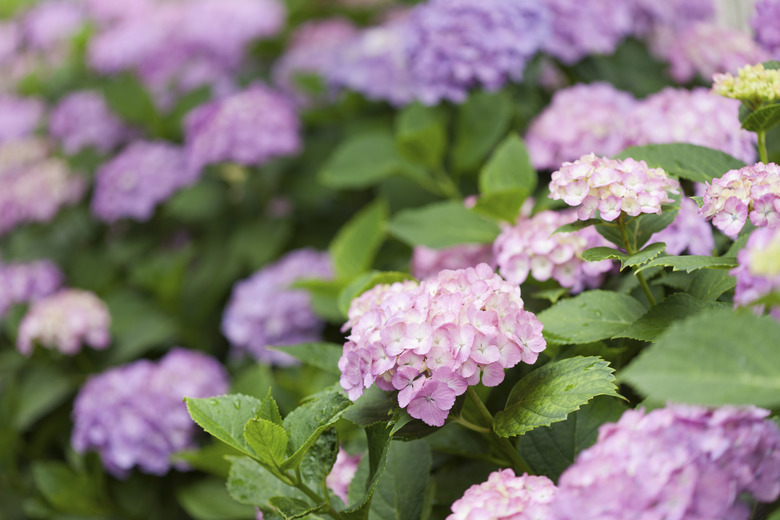 Flowers of hydrangea