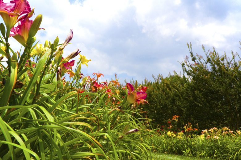 Daylily Fields