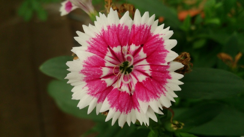 A close-up of a lovely China pink (Dianthus chinensis) flower with a pattern of magenta and white swirls.