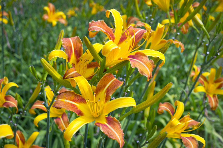 Yellow and Orange Lilies