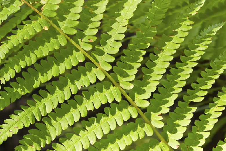 Ostrich Fern Leaf Close-up