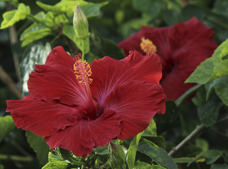 A close-up of a red hibiscus flower.