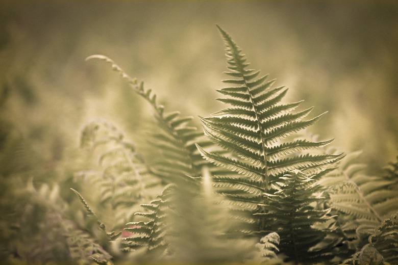 Autumn Fern, Japanese Wood Fern or Copper Shield Fern (Dryopteri