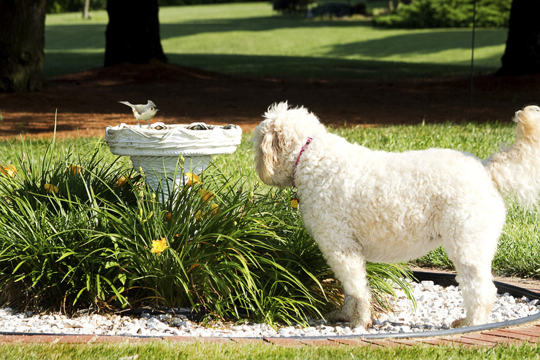 Dog Watching Bird