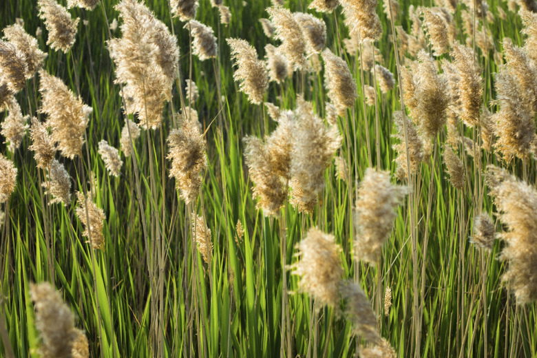 Reed in backlight