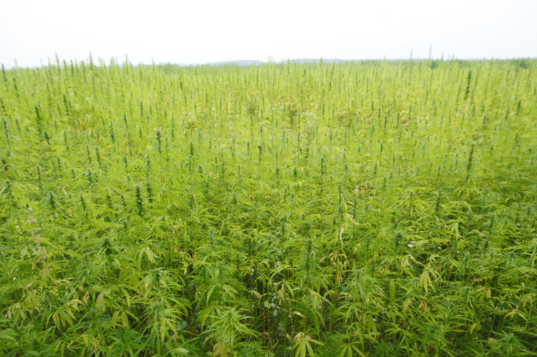 hemp field