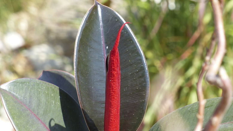 Around our pond - Ficus elastica