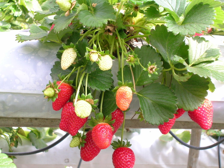 Some strawberries (Fragaria x ananassa) at differing levels of ripeness hanging from a structure.