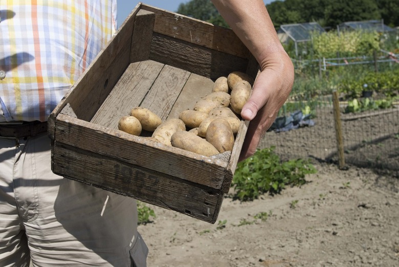 Crate of potatoes