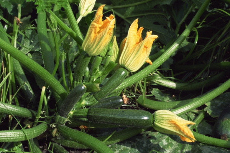 Zucchini crops