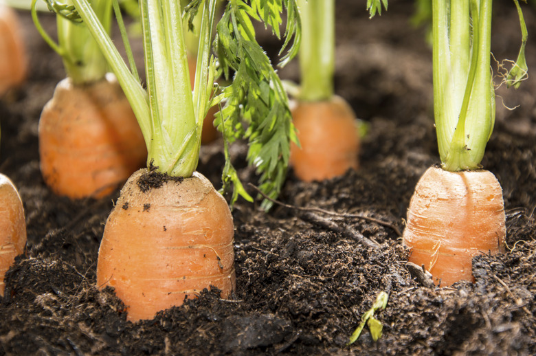 Wet Carrots in the dirt