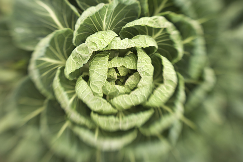 Close-up of lettuce