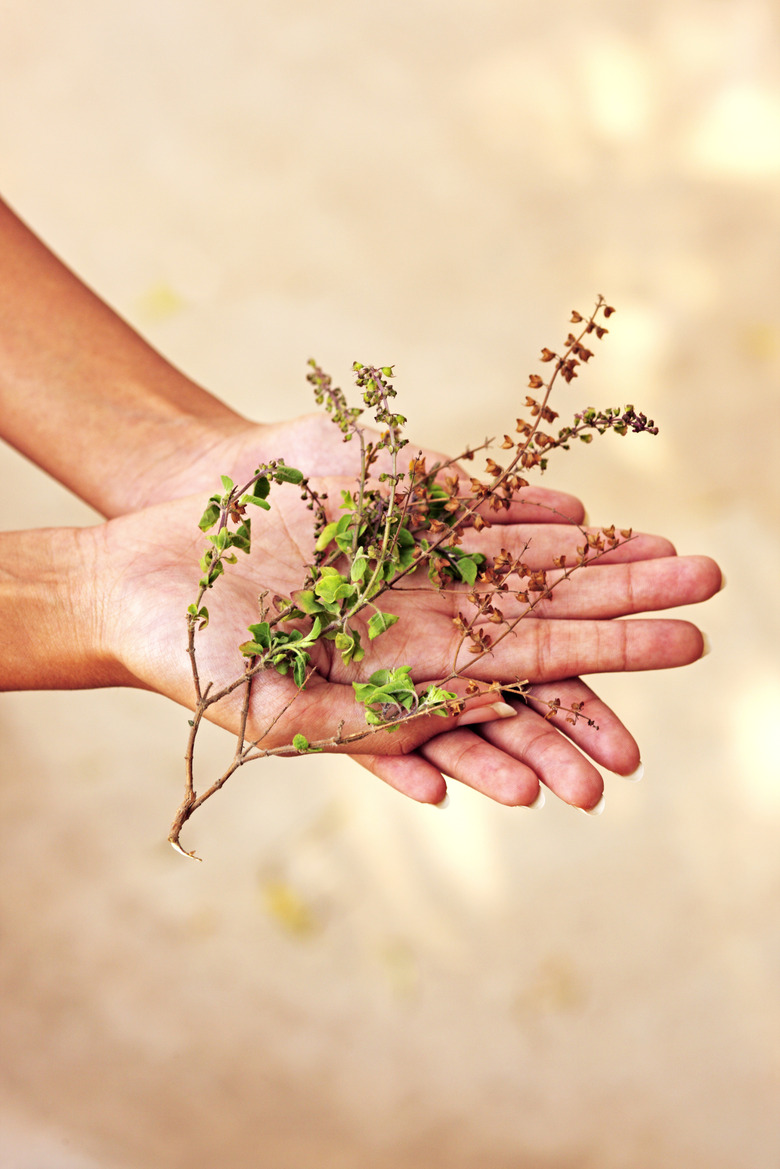 Hands holding basil stem, partial view