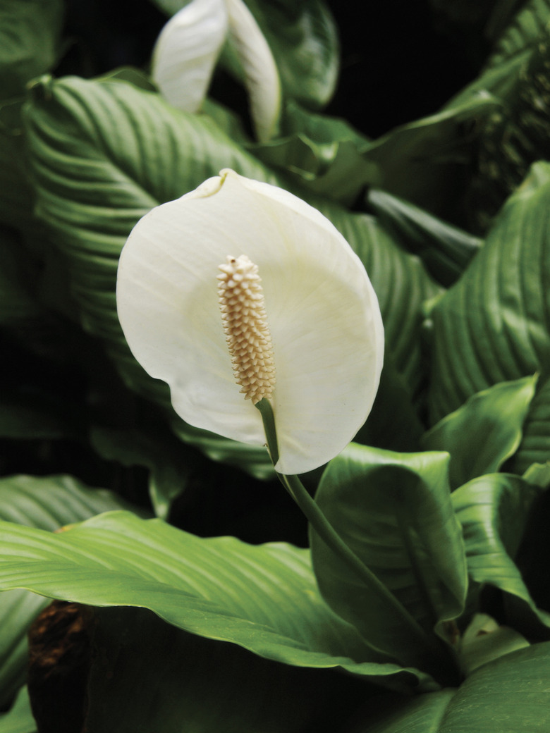 Spathiphyllum or peace lily in bloom, close-up