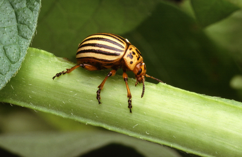 A black and yellow Colorado potato beetle (Leptinotarsa decemlineata) crawling along a stalk.