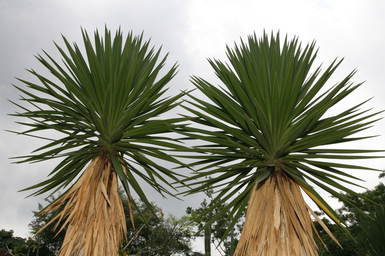 Two Spanish bayonet yuccas (Yucca aloifolia) standing strong.