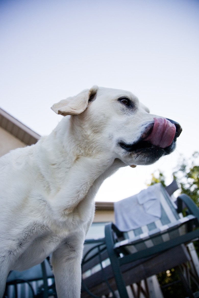 Low angle view of dog