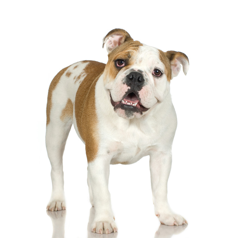 Studio portrait of bulldog puppy