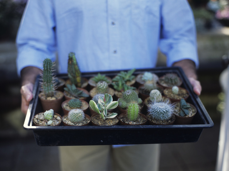 Man holding tray of cacti, close up, mid section