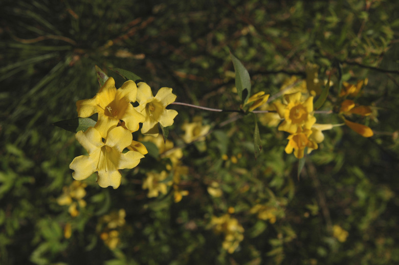 Carolina Jasmine (Gelsemium sempervirens)