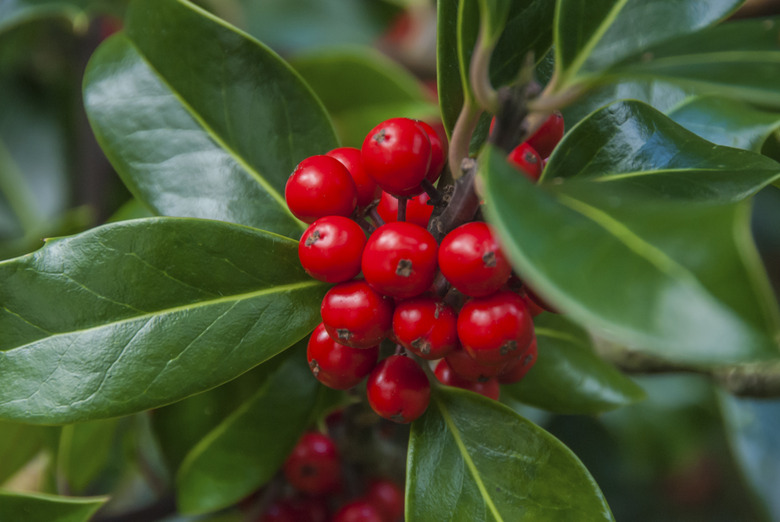 Holly Berries