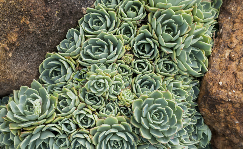 Hens and Chicks (Echeveria elegans) between two rocks