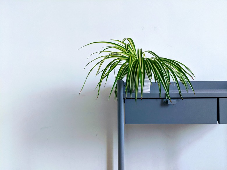 A spider plant (Chlorophytum comosum) sitting on a blue-gray desk against a white wall backdrop.