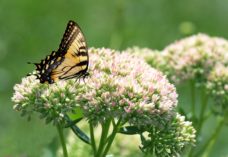 AutumnJoy and Butterfly