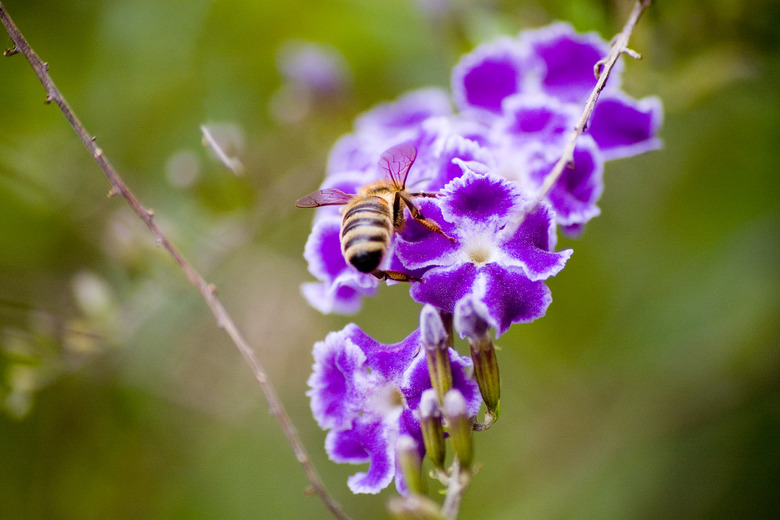 Bee on a purple duranta