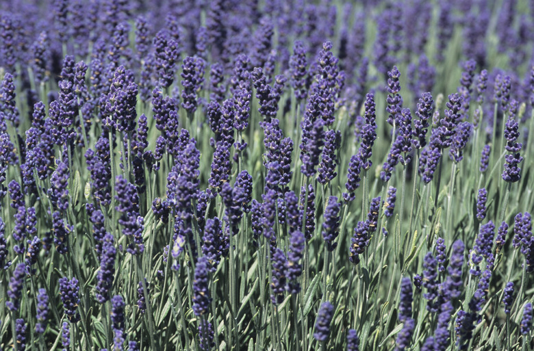 Lavender field in bloom, late Spring