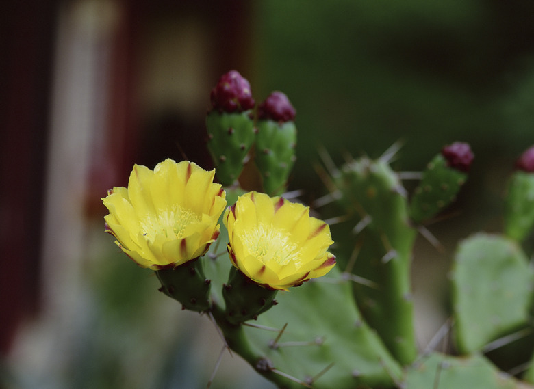 Close-up of flowers